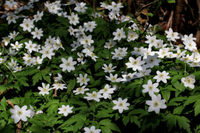 Wood Anemones.