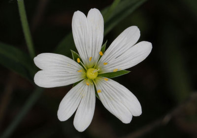 Greater Stitchwort.