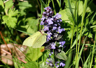 Brimstone.