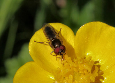 Hoverfly - Melanostoma scalare.