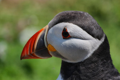 Puffin.