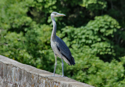 Grey Heron.