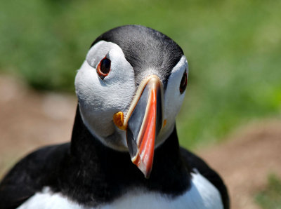 Puffin.