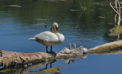 Swan & Signets.