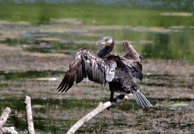 Cormorant.