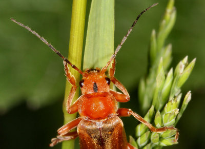 Soldier Beetle.