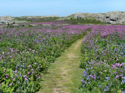 Skomer Island.