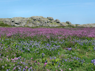 Skomer Island.