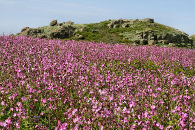 Skomer (1).