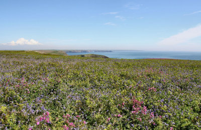 Skomer (15).