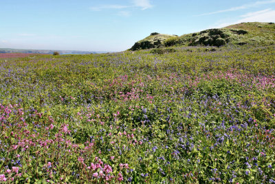 Skomer (17).