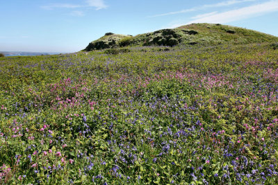 Skomer (18).