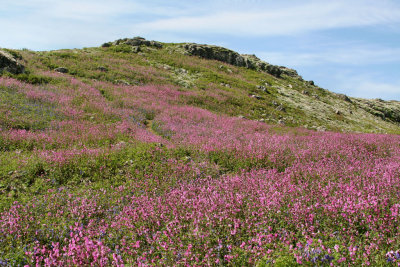 Skomer (2).