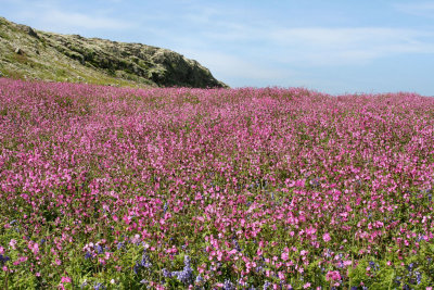 Skomer (3).