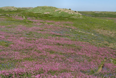 Skomer (6).