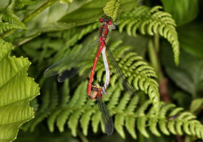 Large Red Damselflies.
