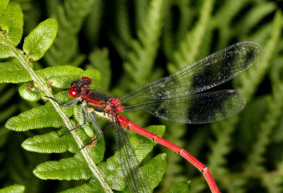 Large Red Damselfly.