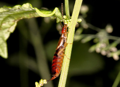 Earwig.