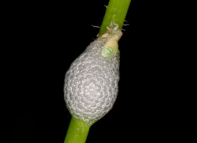 Froghopper.
