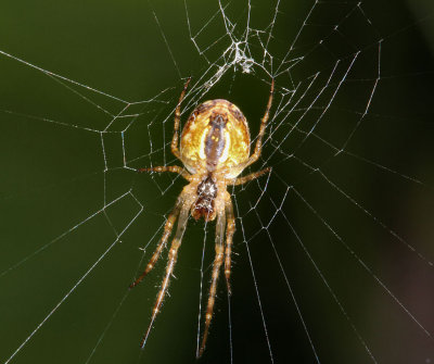 Spider.