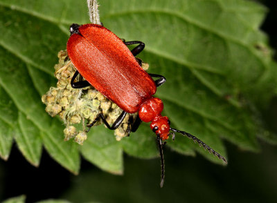Cardinal Beetle.