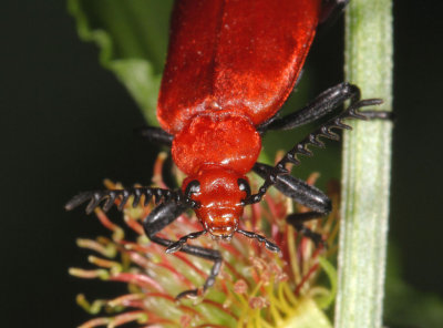 Cardinal Beetle.