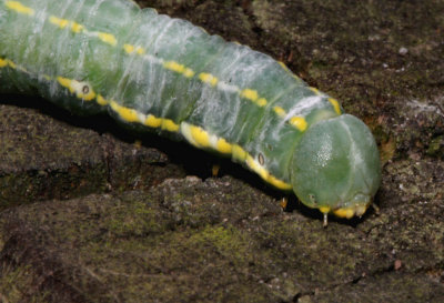 No ID at present.