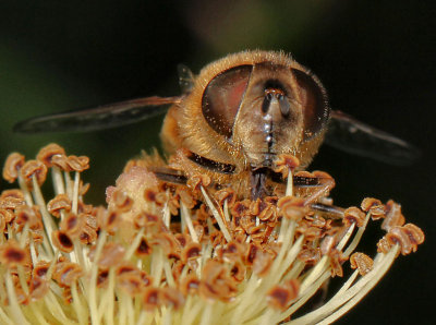 Hoverfly.