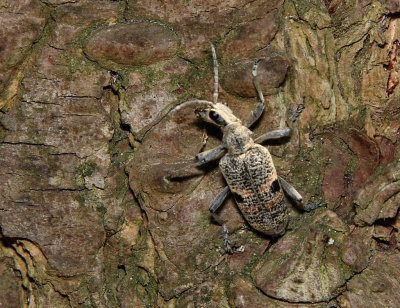Rhagium mordax.