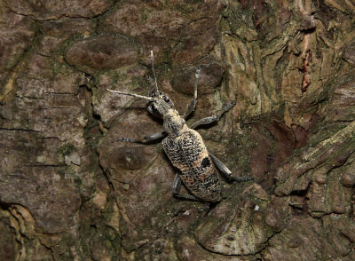 Rhagium mordax.