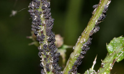 Blackfly (Aphids).