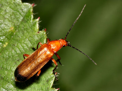 Soldier Beetle.