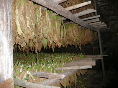 Tobacco curing.