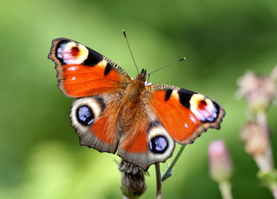Peacock Butterfly.