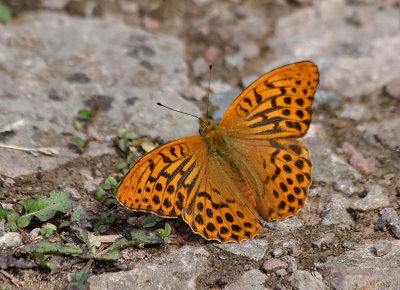 Male Silver-Washed Fritillary Butterfly.