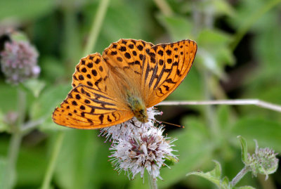 Male Silver-Washed Fritillary Butterfly.