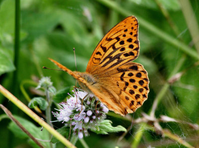 Male Silver-Washed Fritillary Butterfly.