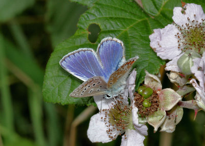 Male Common Blue Butterfly.