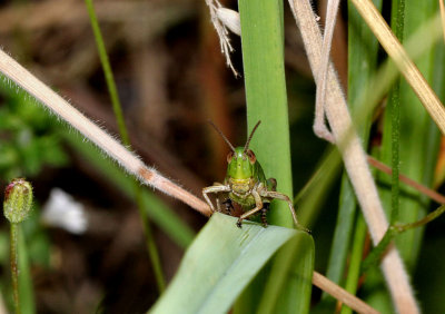 Grasshopper.