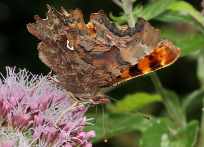 Comma Butterfly.