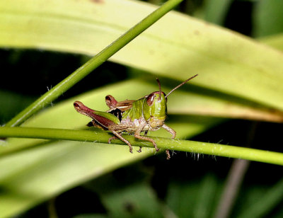Grasshopper.