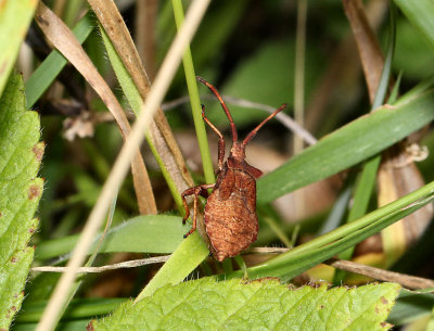 Dock Leaf Bug.