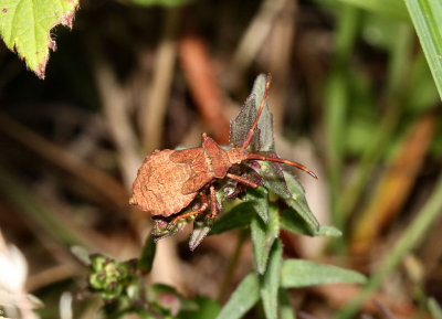 Dock Leaf Bug.
