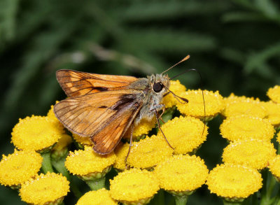 Large Skipper.