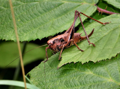 Female Dark Bush Cricket.