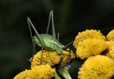 Speckled Bush Cricket (Male).