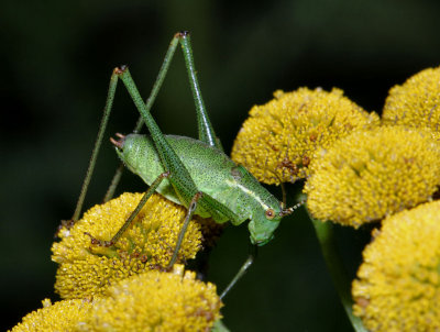 Speckled Bush Cricket (Male).