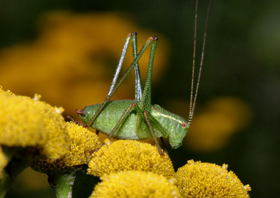 Speckled Bush Cricket (Male).