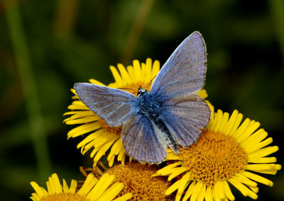 Male Common Blue Butterfly.