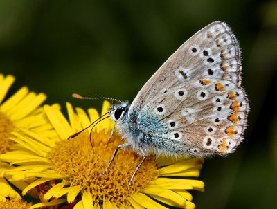 Common Blue Butterfly.